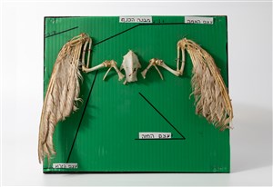 Image description is not available for 2011.4.1